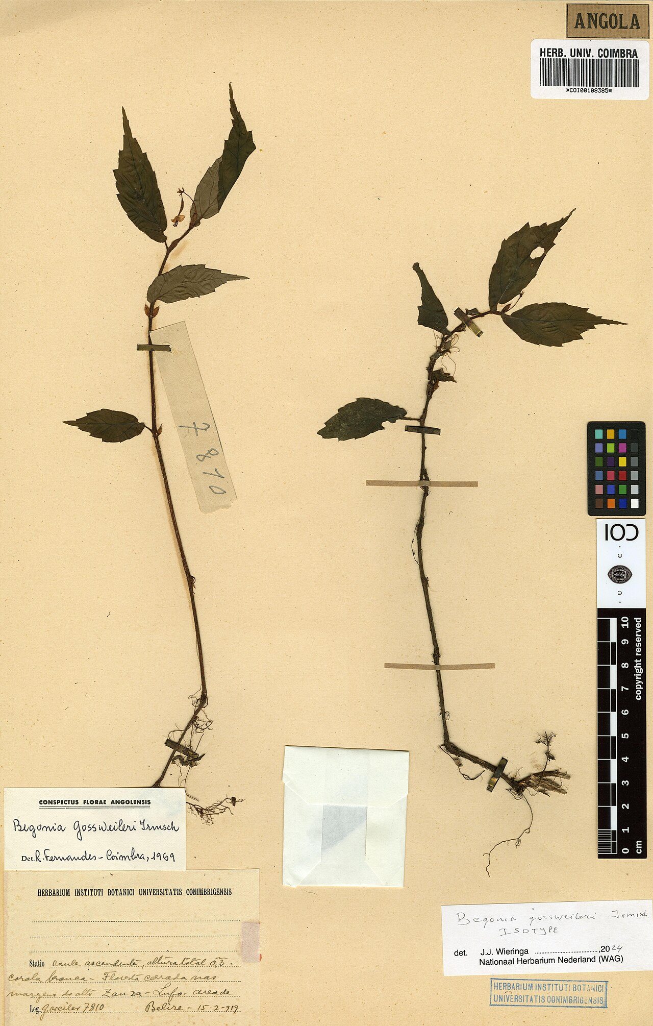 Begonia gossweileri: Photograph of Isotype of Begonia gossweileri at Herbarium of the University of Coimbra, Portugal (COI). Specimen COI00108385. http://coicatalogue.uc.pt/specimen