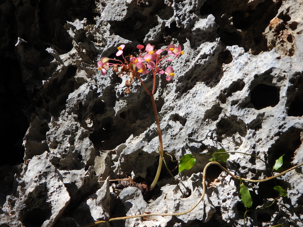 Begonia goudotii (Begonia goudotii)