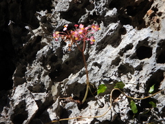 Begonia goudotii (Begonia goudotii)