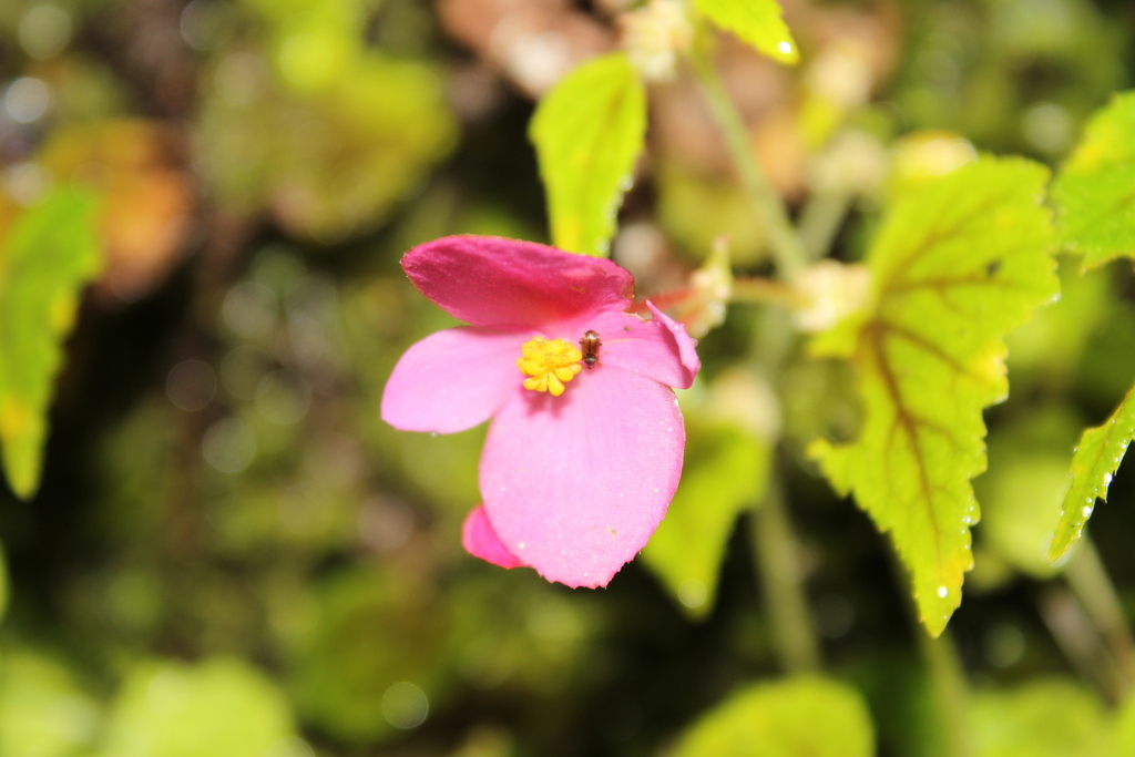 Begonia gracilior (Begonia gracilior)