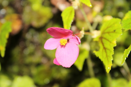Begonia gracilior (Begonia gracilior)