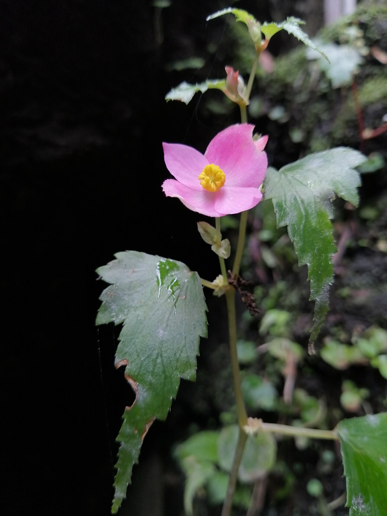 Begonia gracilis: Photo of Hollyhock Begonia uploaded from iNaturalist .