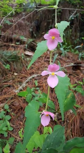 Begonia gracilis (Begonia gracilis)