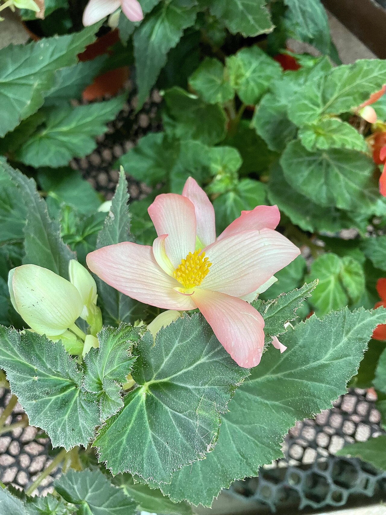 Begonia gracilis: Rimba Garden Central