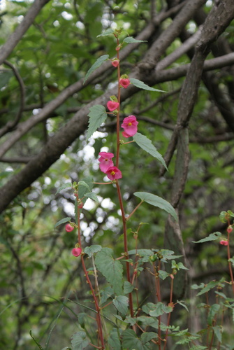 Begonia gracilis (Begonia gracilis)