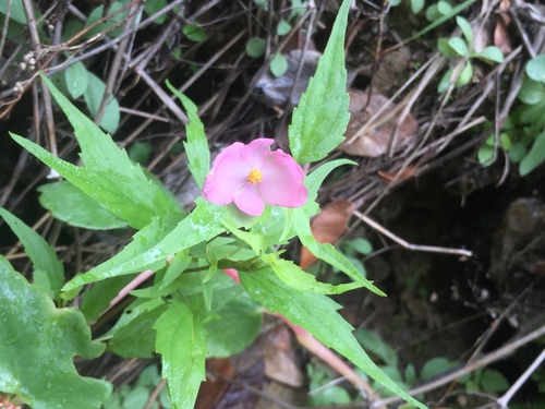 Begonia gracilis (Begonia gracilis)