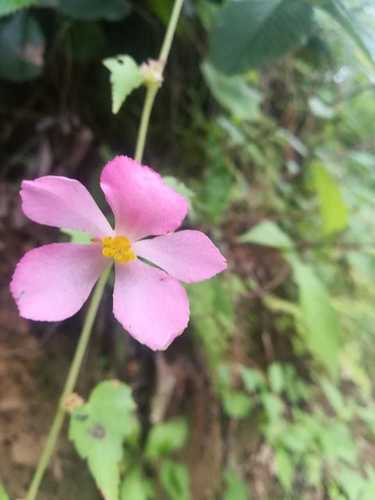 Begonia gracilis (Begonia gracilis)
