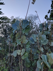 Begonia grisea (Begonia grisea)