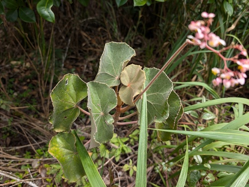 Begonia grisea (Begonia grisea)