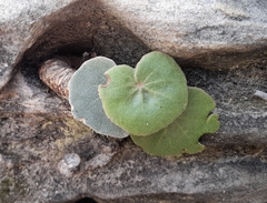 Begonia grisea (Begonia grisea)