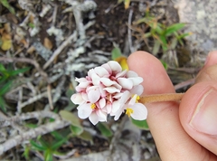 Begonia grisea (Begonia grisea)