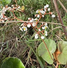 Begonia grisea (Begonia grisea)