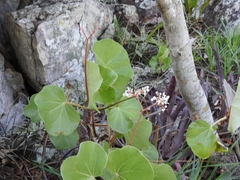 Begonia grisea (Begonia grisea)