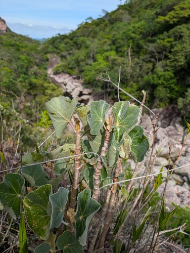Begonia grisea (Begonia grisea)