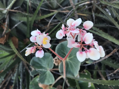 Begonia grisea (Begonia grisea)