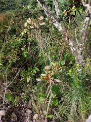 Begonia grisea (Begonia grisea)