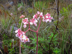 Begonia grisea (Begonia grisea)