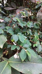 Begonia guaduensis (Begonia guaduensis)