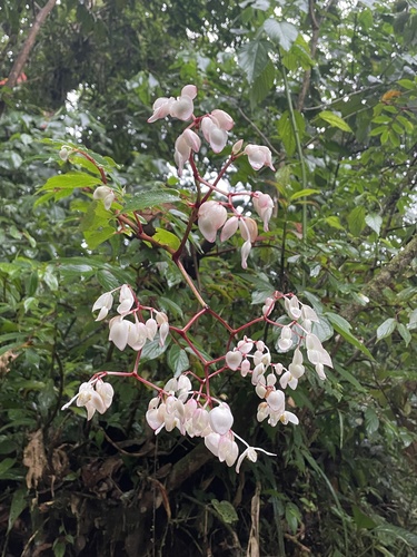 Begonia guaduensis (Begonia guaduensis)