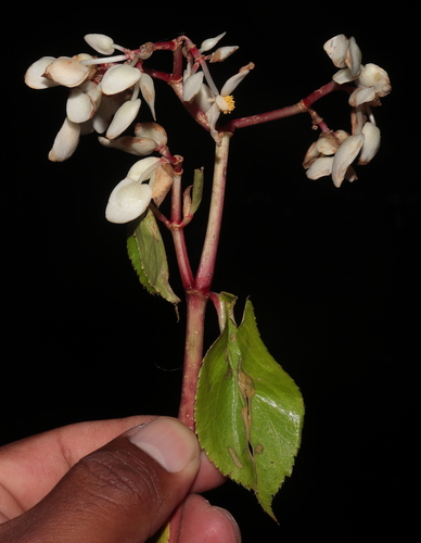 Begonia guaduensis (Begonia guaduensis)