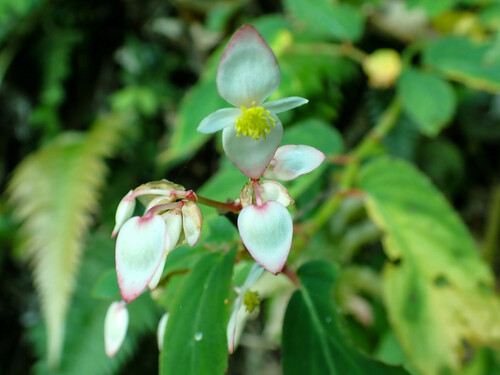 Begonia guaduensis (Begonia guaduensis)