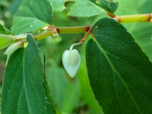 Begonia guaduensis (Begonia guaduensis)