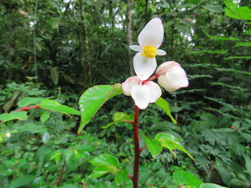 Begonia guaduensis (Begonia guaduensis)