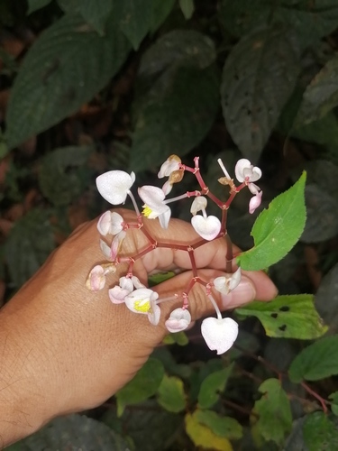 Begonia guaduensis (Begonia guaduensis)