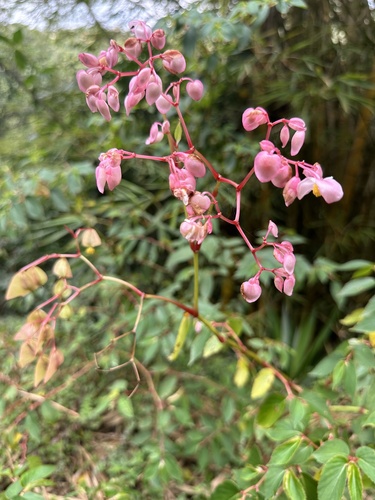 Begonia guaduensis (Begonia guaduensis)