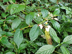 Begonia guaduensis (Begonia guaduensis)