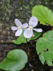 Begonia gueritziana (Begonia gueritziana)