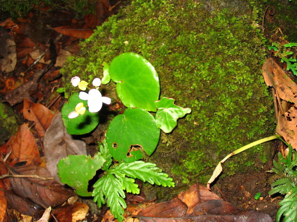 Begonia gueritziana (Begonia gueritziana)