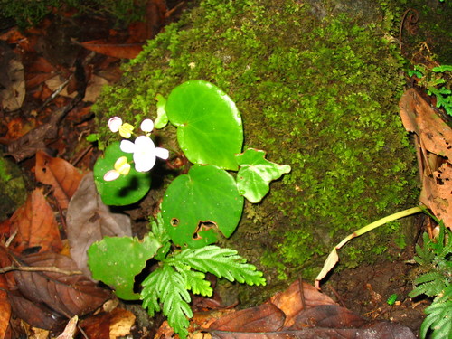 Begonia gueritziana (Begonia gueritziana)