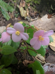 Begonia gueritziana (Begonia gueritziana)