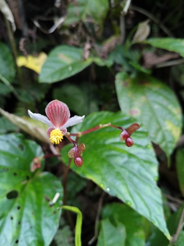 Begonia hatacoa (Begonia hatacoa)