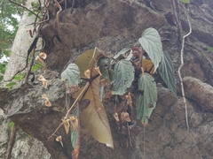 Begonia hatacoa (Begonia hatacoa)