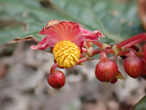 Begonia hatacoa (Begonia hatacoa)