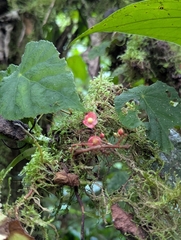 Begonia hederacea (Begonia hederacea)