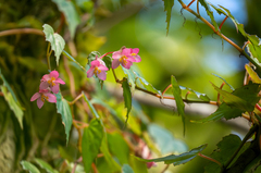 Begonia hemicardia (Begonia hemicardia)