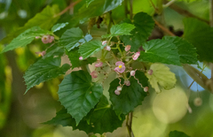 Begonia hemicardia (Begonia hemicardia)