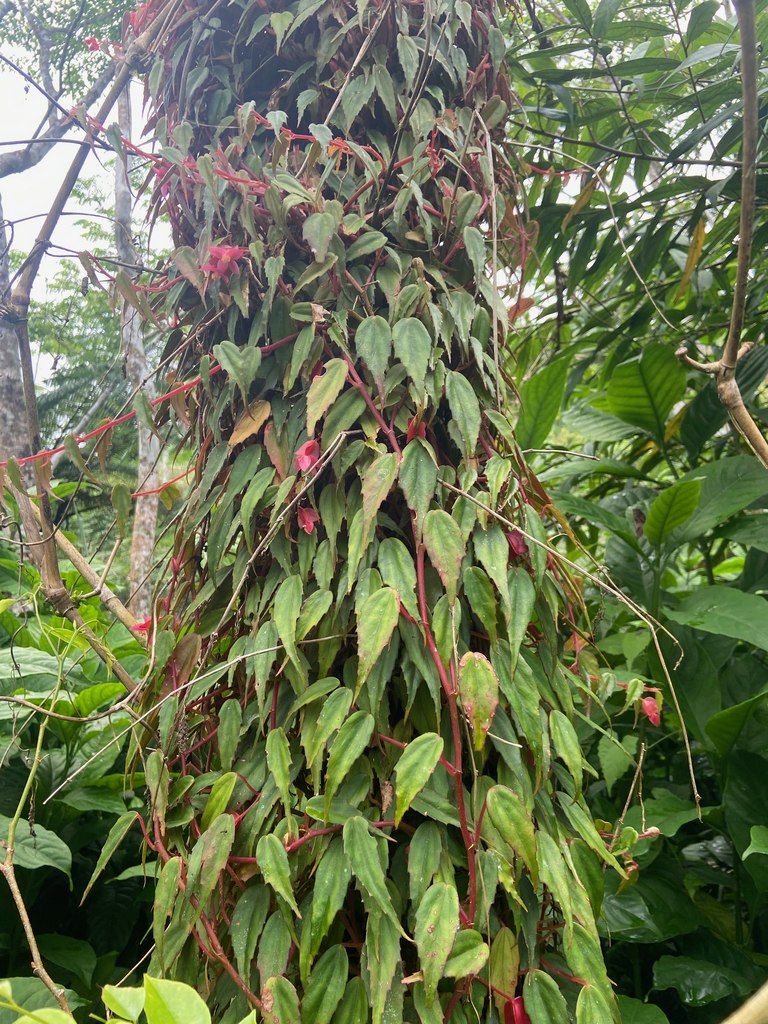 Begonia hemicardia (Begonia hemicardia)