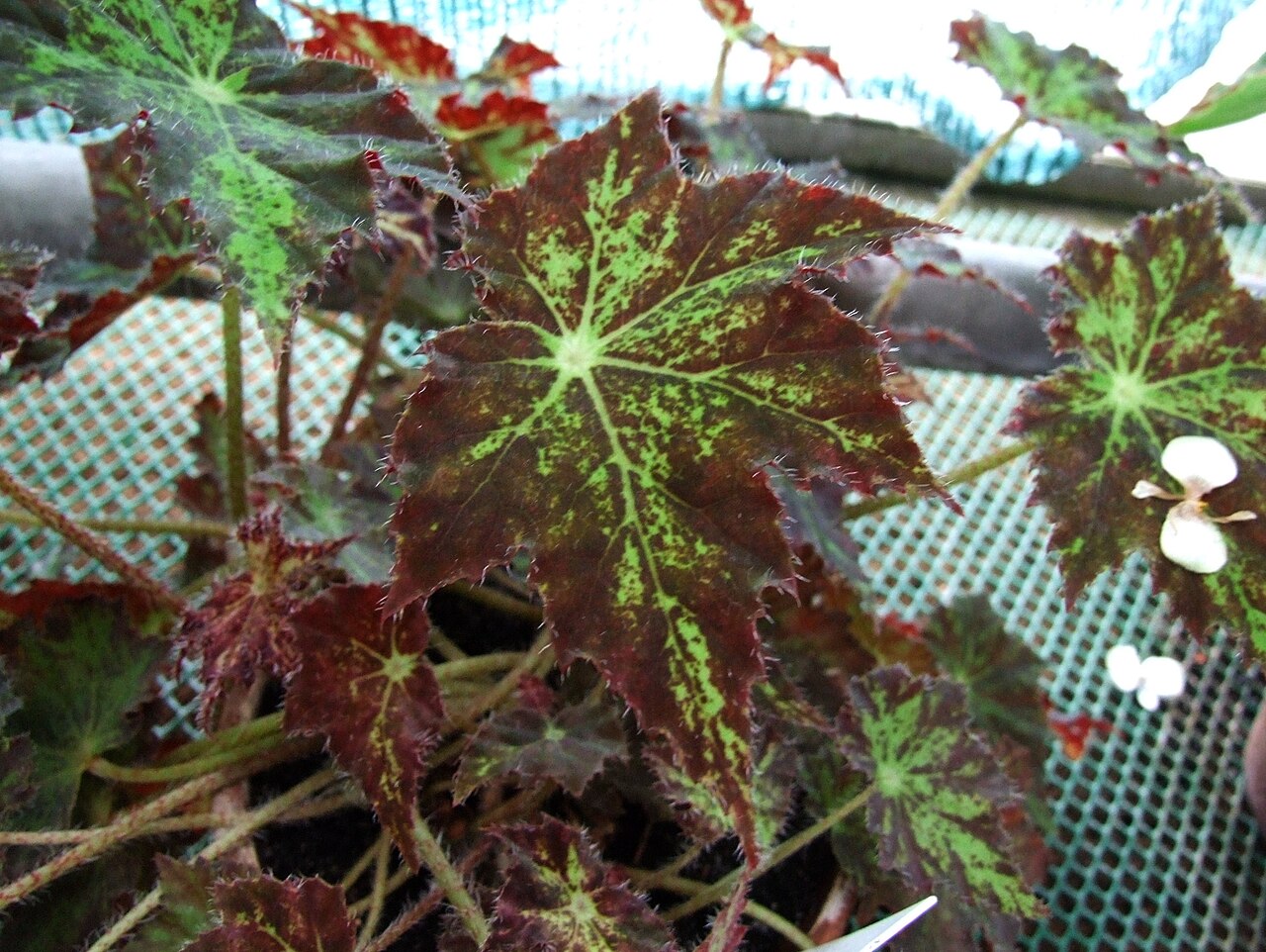 Starleaf begonia: Begonia heracleifolia