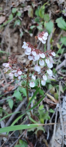 Starleaf begonia (Begonia heracleifolia)