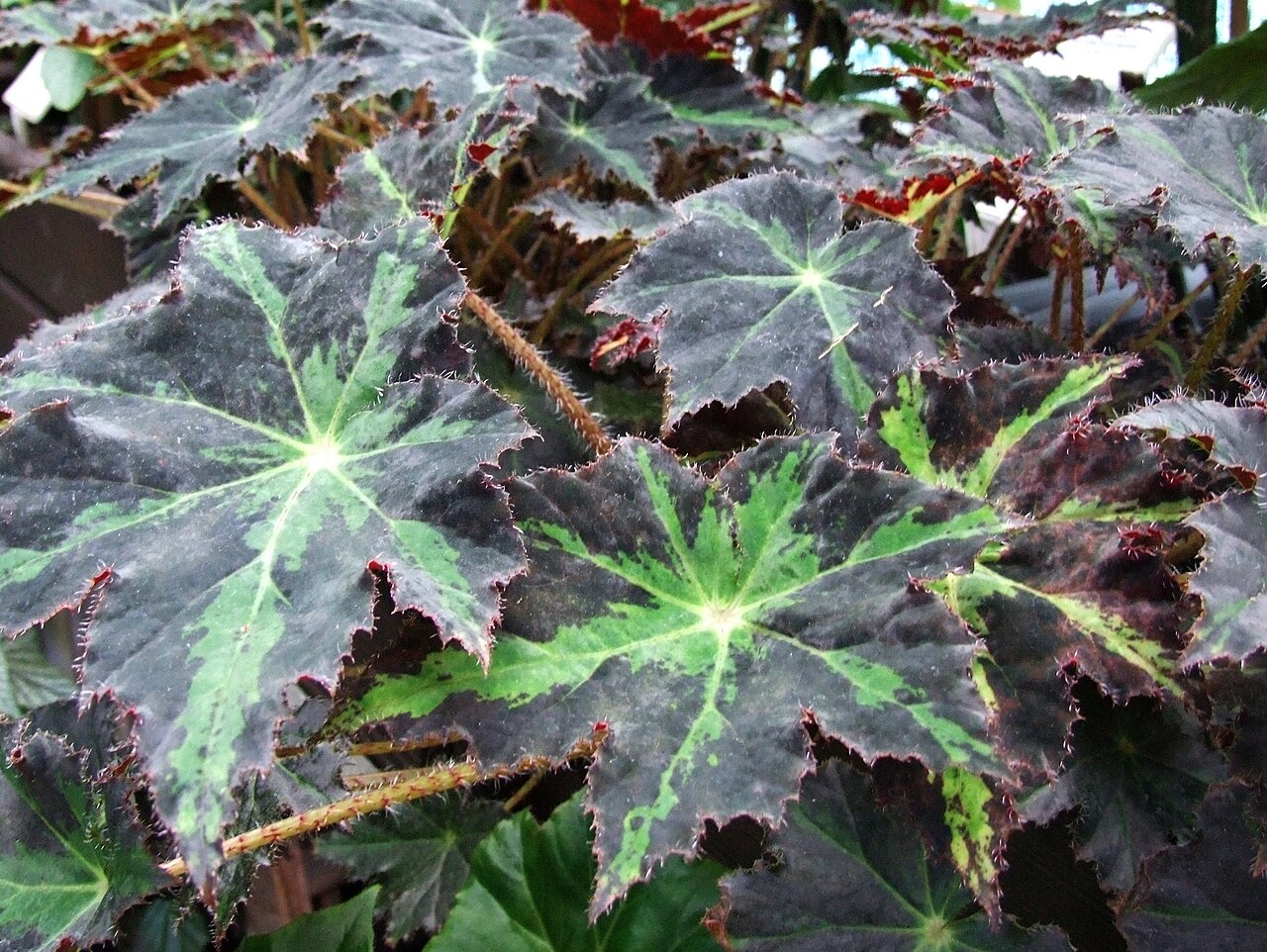 Starleaf begonia: Begonia heracleifolia