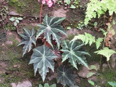 Starleaf begonia (Begonia heracleifolia)