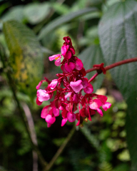Starleaf begonia (Begonia heracleifolia)