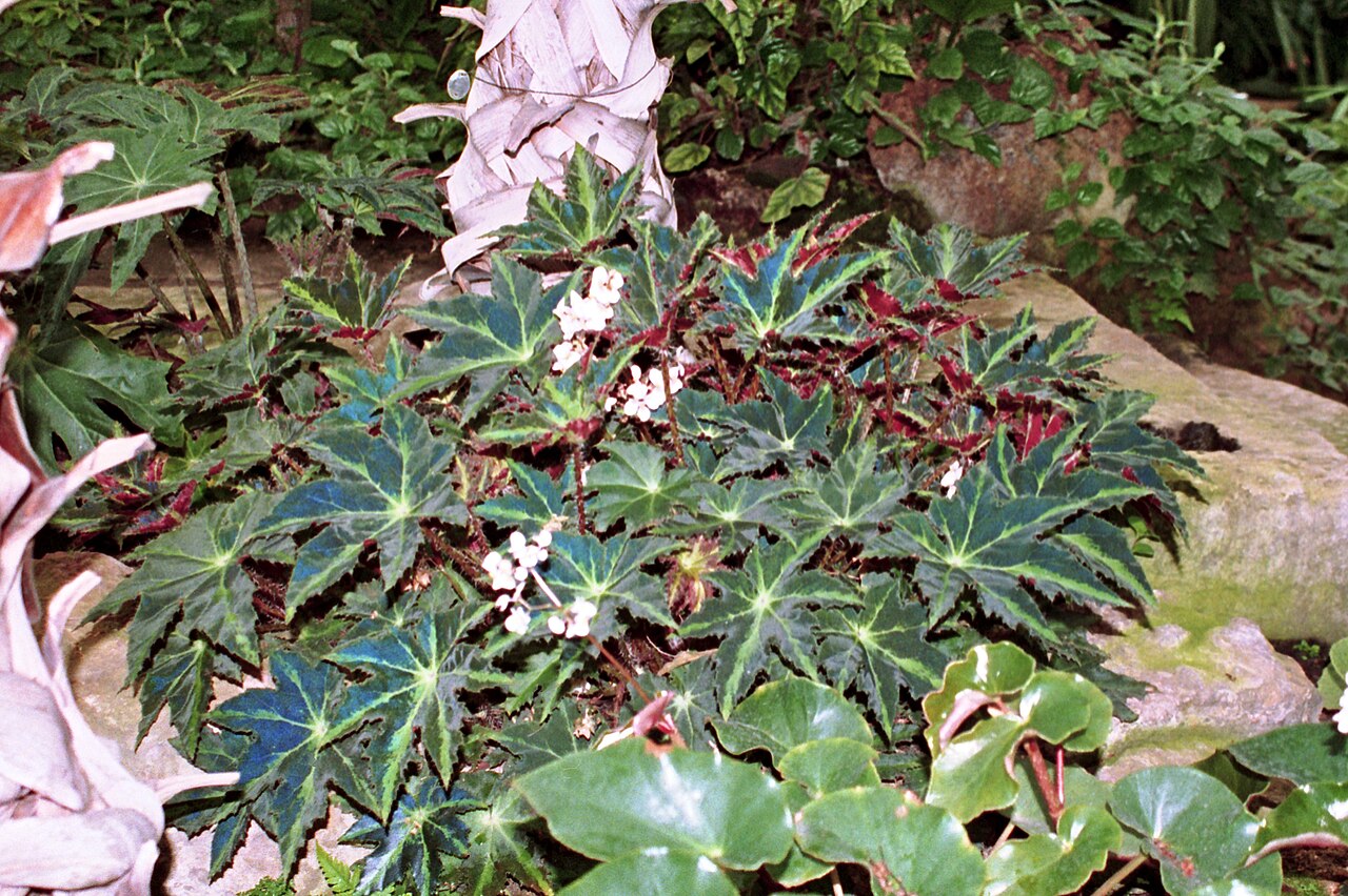 Starleaf begonia: Greenhouses of the Botanical garden ( Saint Petersburg ).