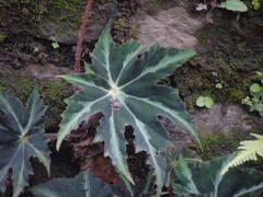 Starleaf begonia (Begonia heracleifolia)