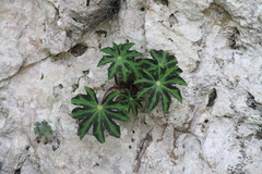 Starleaf begonia (Begonia heracleifolia)