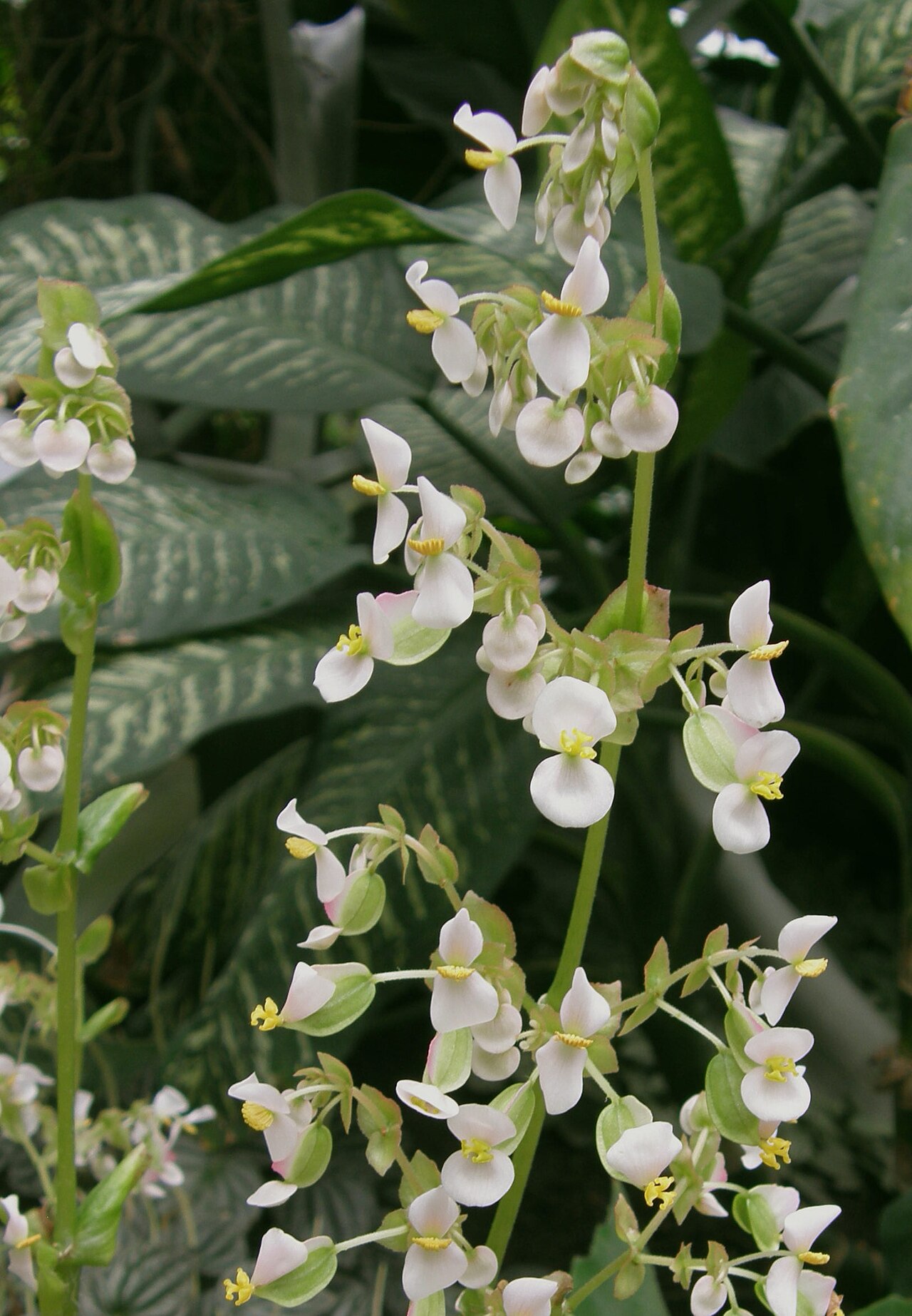 Starleaf begonia: Fleurs de Begonia heracleifolia Cham. & Schltdl. dans la serre du Botanischer Garten de Berlin-Dahlem